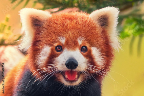 Red panda, close-up Poster Mural XXL
