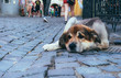 Homeless dog on the street of the old city