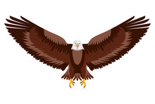 American Eagle Open Wings Bird Vector Illustration