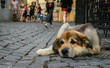 Desperate homeless dog and indifferent pedestrians