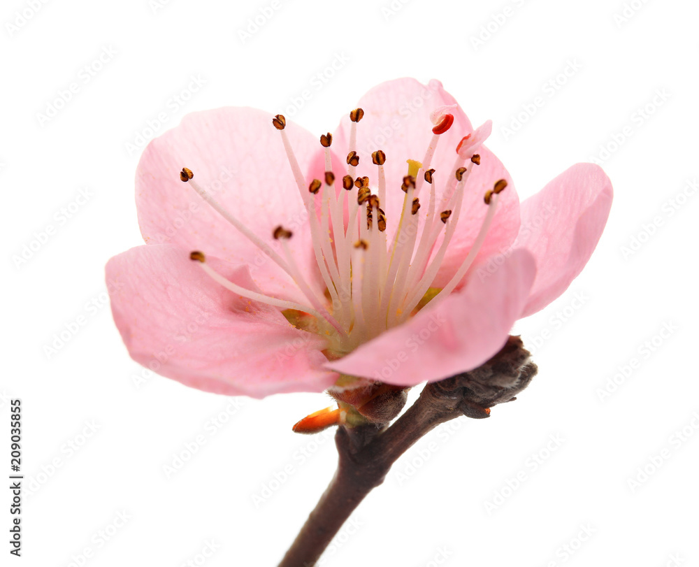 Beautiful blooming flower on white background, closeup