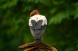 © ondrejprosicky - King vulture, Sarcoramphus papa, large bird found in Central and South America. Flying bird, forest in the background. Wildlife scene from tropic nature. Red head bird. Condor with open wing, Salvador