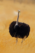 Common Ostrich, Struthio Camelus, Big Bird Feeding Green Grass In Savannah, Hobe, Botswana, Africa. Ostrich In Nature Habitat, Wildlife Africa. Bord With Long Neck And Small Head. Travelling Botswana