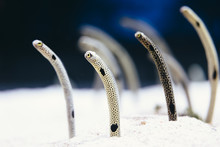 Cute Face Spotted Garden Eels Are Out Of The Sand