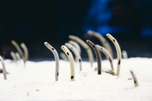 Spotted Garden Eels Are Looking For Food And Getting Out Of The Sand