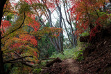Fototapeta Na drzwi - Red autumn leaves on mountain trail