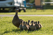 Female Duck With Her Ducklings On A Summer's Day