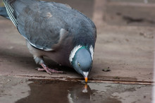 Wood Pigeon Drinking From Puddle