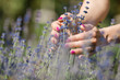 Female hand touching lavender flowers