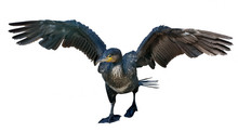 Dark Cormorant With Open Wings On White