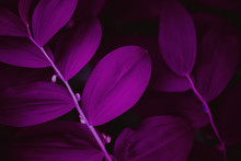 Purple Leaf Texture. Leaf Texture Background