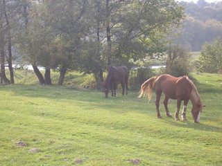 Summer landscape with horses.