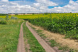 Summer landscape with an earth road between meadow and flowering sunflower field near Dnipro city in central Ukraine
