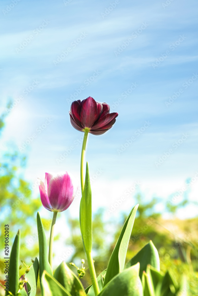 Beautiful blossoming tulips on sunny spring day outdoors