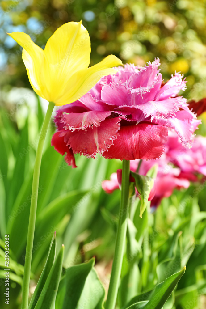 Beautiful blossoming tulips on sunny spring day outdoors