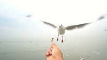 SLOW MOTION: Feed The Seagulls Flying In The Air From The Hands.