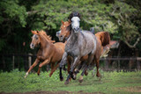 Fototapeta  - Cavalo Árabe, Horse Arabian