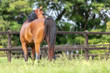 Cavalo árabe, Arabian Horse