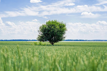Lonely Cherry Tree In The Middle Of A Wheat Field