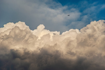 Wall Mural - Birds against the background of fluffy clouds