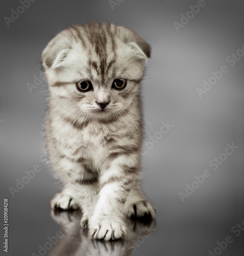 Kitten Scottish Fold Buy This Stock Photo And Explore