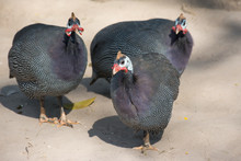 Beautiful Image Of Guinea Fowl Chicken Finding Food On The Ground.