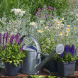 Garden works - planting and care of perennials / Salvia Sensation Deep Rose & Salvia Marcus 