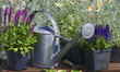 Garden works - planting and care of perennials / Salvia Sensation Deep Rose & Salvia Marcus 