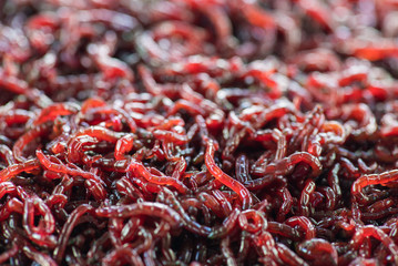..Many live worms bloodworms are red closeup. Macro.