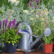 Garden works - planting and care of perennials / Salvia Sensation Deep Rose &  Molinia