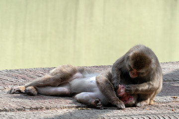 Wall Mural - japanese macaque monkey portrait while grooming