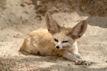 Fennec Fox Free Stock Photo Public Domain Pictures
