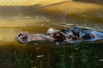 Sticker - hyppopotamus hippo close up portrait in water