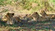 Lion Family resting in the shades - Safari - South Africa