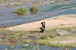 Mother and Baby Elephant - River Crossing - Safari