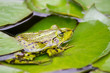 Frog in pond 002