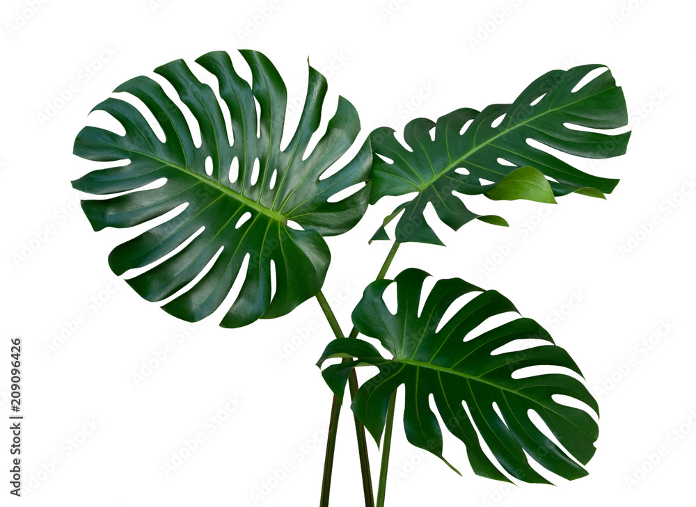 Monstera plant leaves, the tropical evergreen vine isolated on white background, clipping path included - obrazy, fototapety, plakaty 