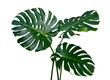 Leinwandbild Motiv Monstera plant leaves, the tropical evergreen vine isolated on white background, clipping path included
