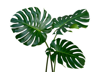 monstera plant leaves, the tropical evergreen vine isolated on white background, clipping path inclu