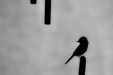 Shadow Sitting Bird