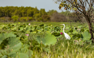 landscape and wildlife in the adelaide river billabong wetland, northern territory, australia