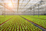 Fototapeta Mosty linowy / wiszący - Industrial greenhouse cultivation.