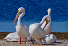 American White Pelicans Sun Bathing At J. N. "Ding" Darling National Wildlife Refuge On Sanibel Island, Florida