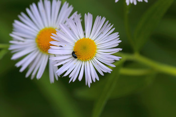 Wall Mural - Macro Buttercup with beetle