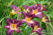 Beautiful lily flowers blooming in the garden