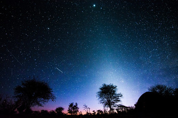 spica & arcturus stars behind the silhouette of a tree at dawn in serengeti national park with shoot