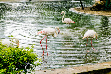 white flamingo seen in bird park in kuala lumpur