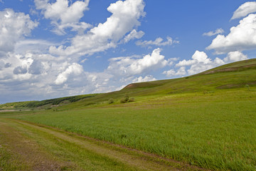 Wall Mural - Green field and blue sky. Beautiful view of the grass and the hills on a sunny summer day.