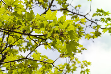 flower tree