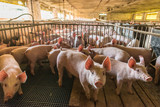 Pig farms in confinement mode